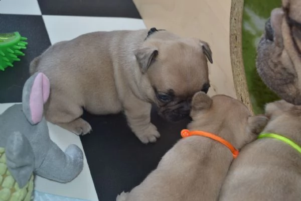 eccezionali cuccioli di bulldog francese pronti a conoscerti | Foto 1