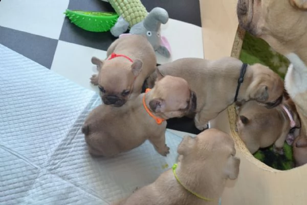 eccezionali cuccioli di bulldog francese pronti a conoscerti | Foto 0