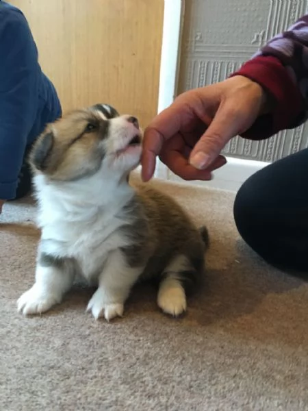 i cuccioli di west corgi sono appesi per te | Foto 0