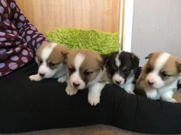 i cuccioli di west corgi sono appesi per te