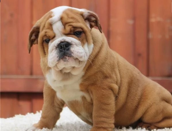 cucciolo di bulldog maschio e femmina | Foto 2