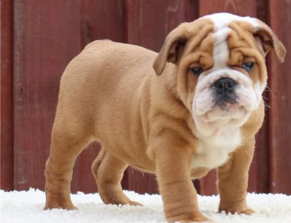 cucciolo di bulldog maschio e femmina | Foto 1