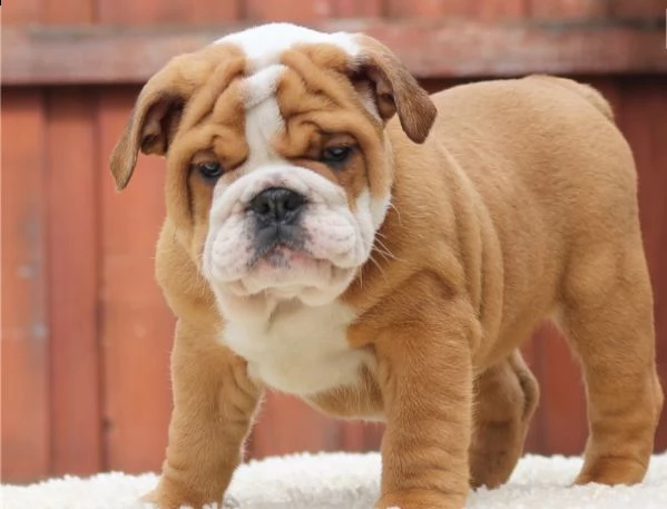 cucciolo di bulldog maschio e femmina