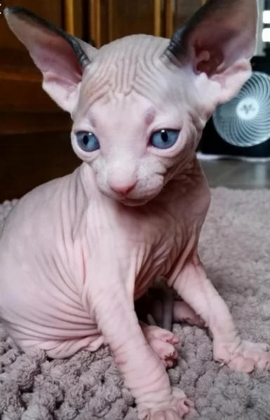 abbiamo cucciolate di gattini sfinge che hanno 12 settimane ormai. questi cuccioli di sfinge sono mo