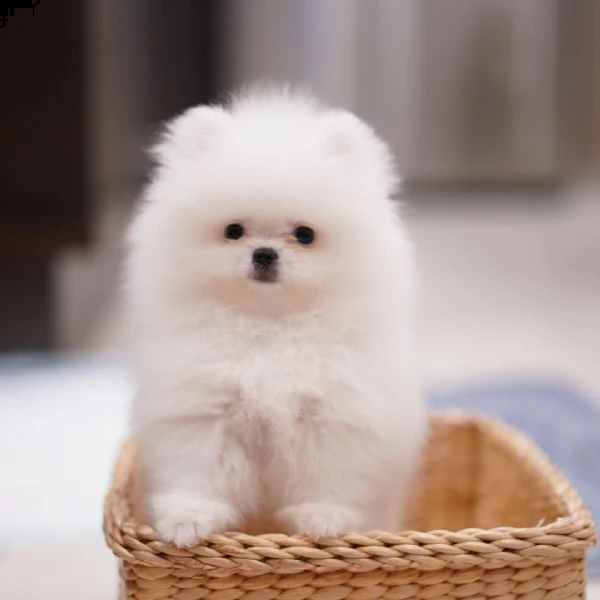 cucciolli di pomerania toy