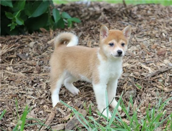 regalo due cuccioli di shiba inu per l'adozione