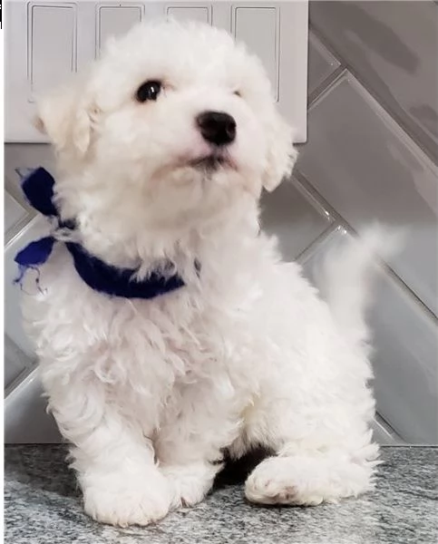 regalo bichon cuccioli meravigliosi ! 