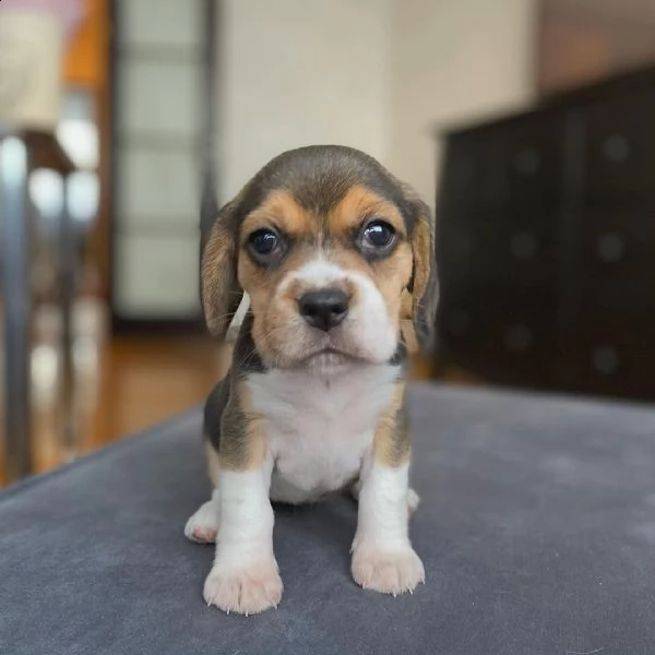 cuccioli beagle