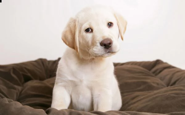 regalo cucciolo iano cucciolo di 2 mesi incrocio labrador