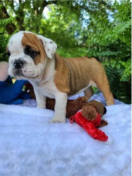 cuccioli inglese bulldog disponibili per adozione