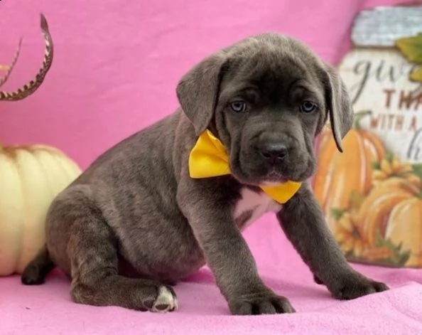 regalo cane corso cuccioli meravigliosi ! 