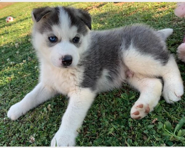 vendita cucciolo siberian husky occhi color ghiaccio stupendi