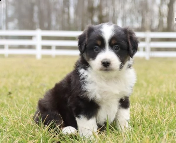  regalo adorabili cuccioli pastore australiano femminucce e maschietti