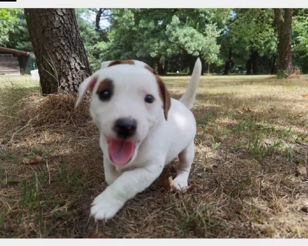 regalo cucciolo cuccioli di jack russell