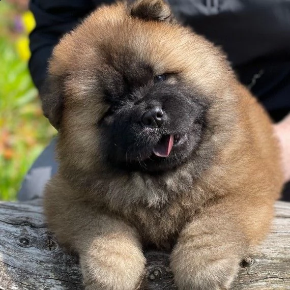 chow chow per una famiglia | Foto 1