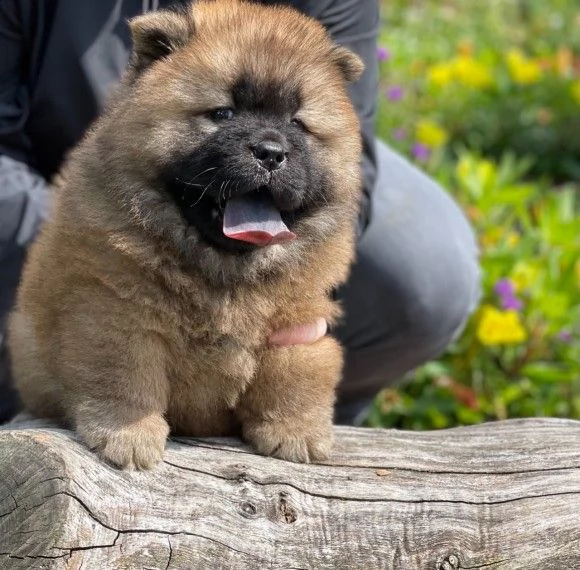 chow chow per una famiglia | Foto 0