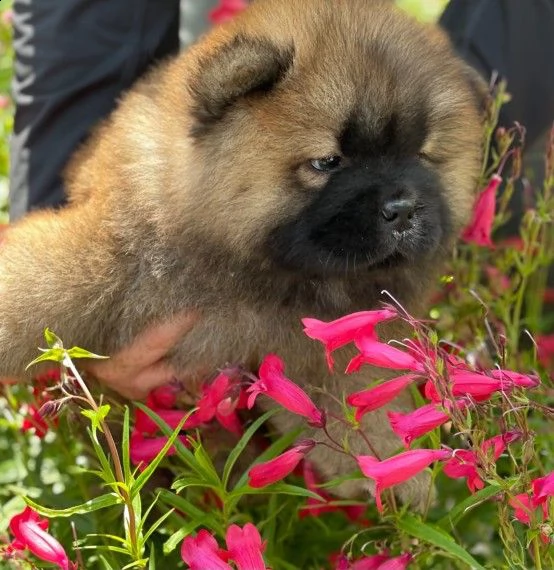 chow chow per una famiglia