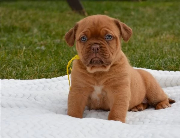 regalo dogue de bordeaux cuccioli meravigliosi ! 