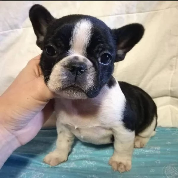 adorabili tesori, controllo veterinario