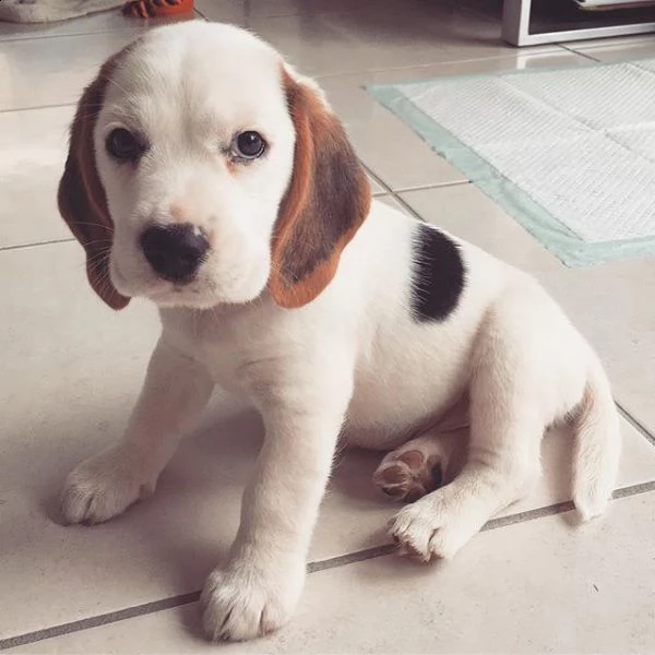 adorabili tesori, controllo veterinario | Foto 0