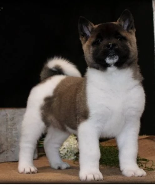 regalo akita cuccioli meravigliosi ! 