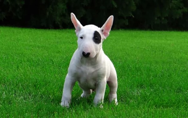 adorabili cuccioli di bull terrier messi in adozione,