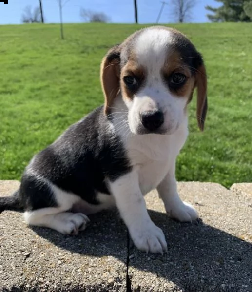 beagle cuccioli introvabili cuccioli di beagle albicoca intelligenti e dolcissimi attaccati al padro