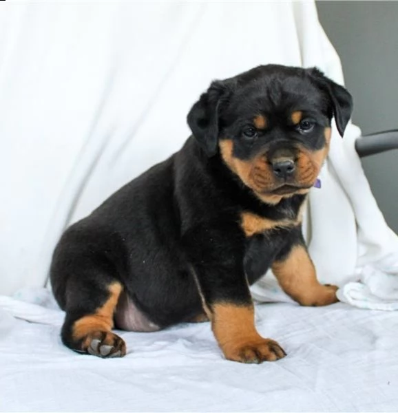 adorabili cuccioli di rottweiller impostati per l'adozione, 