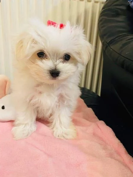 maltese.