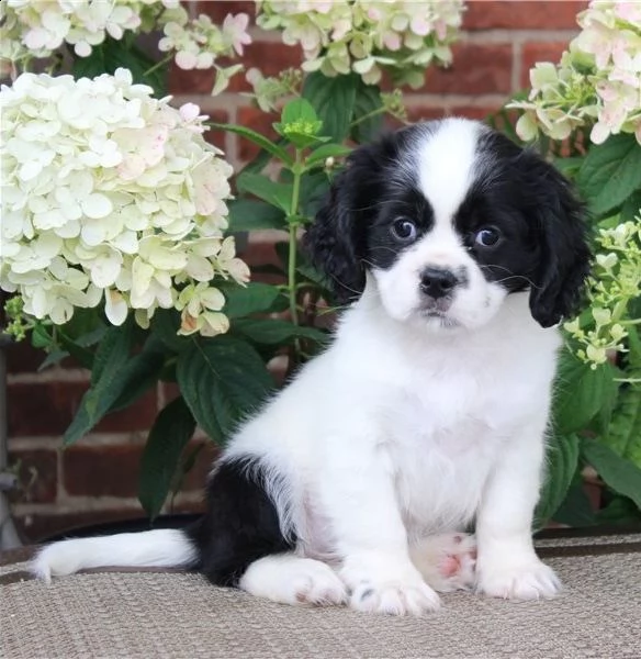  regalo cavalier king cuccioli meravigliosi ! 