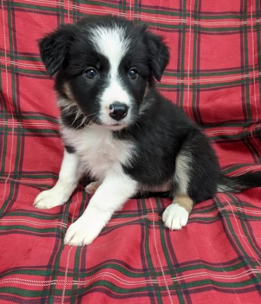 adorabili cuccioli di border collie  pronti per l'adozione