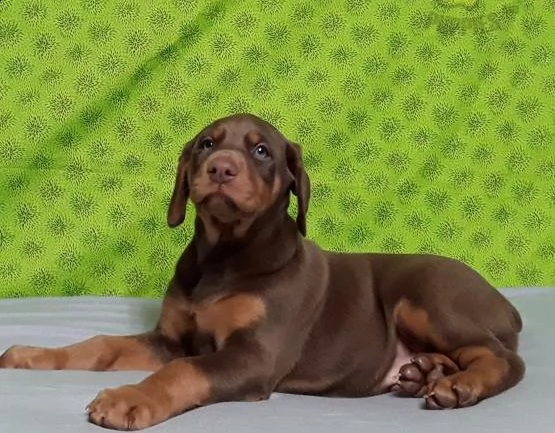 adorabili cuccioli di doberman pinscher predisposti per l'adozione