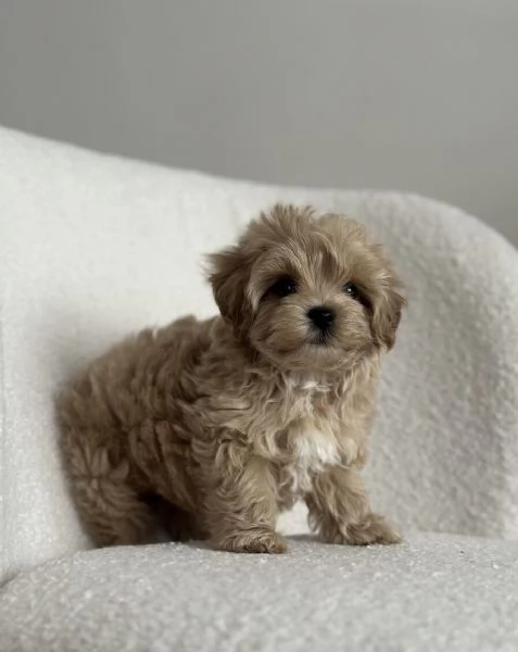 maltipoo