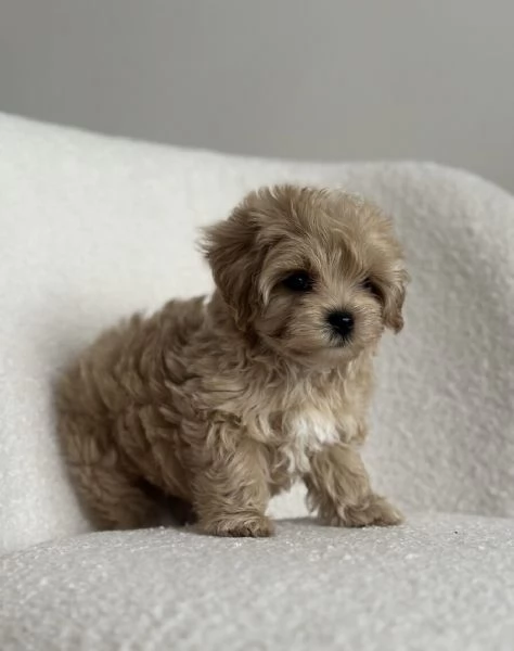 maltipoo | Foto 0