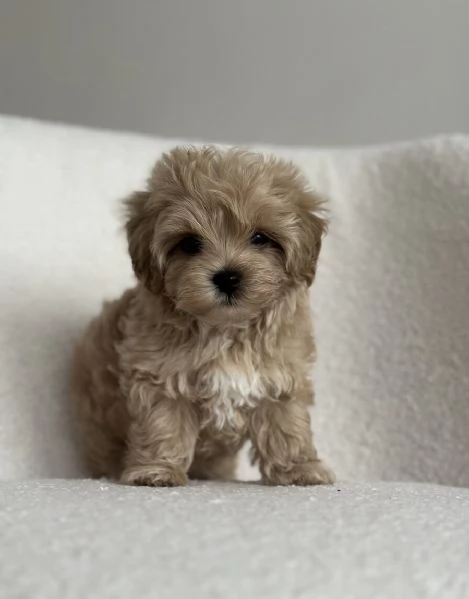 maltipoo