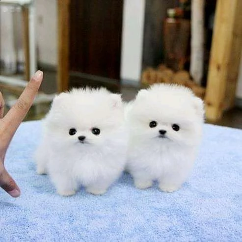 pomeranian spitz puppies