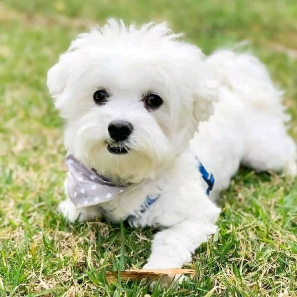 maltese