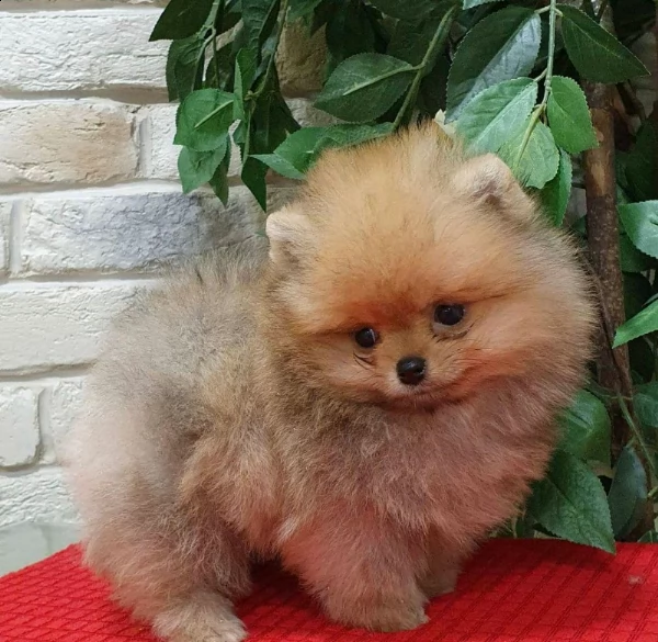 cuccioli di spitz di pomerania 