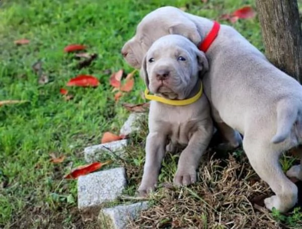   regalo cuccioli weimaraner