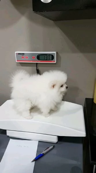 cuccioli di spitz di pomerania