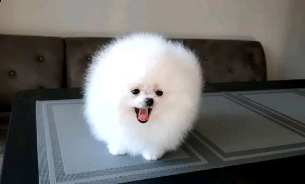 spitz di pomerania