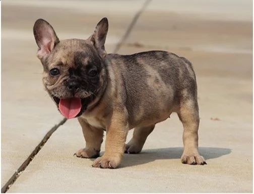  cuccioli di bulldog francese per l'adozione