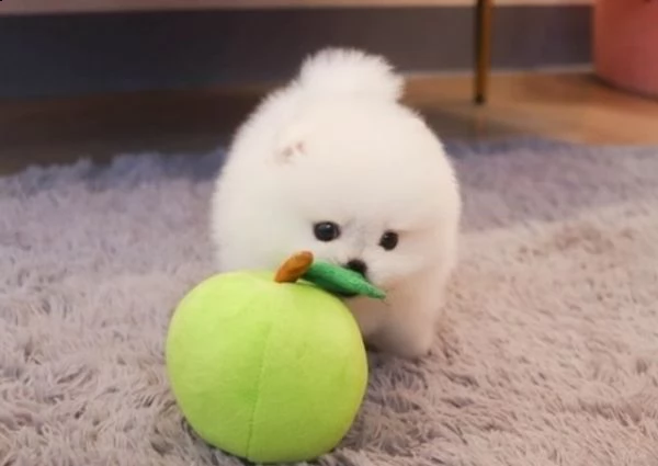 bellissimi cuccioli di pomerania 