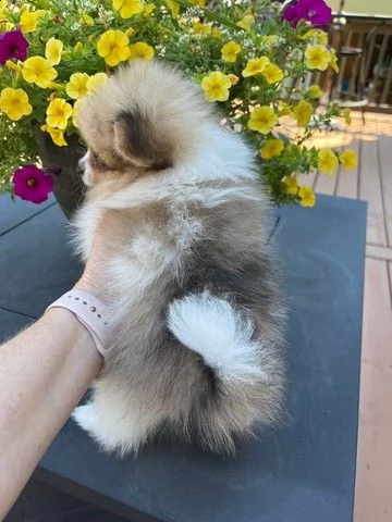 cuccioli di pomerania 