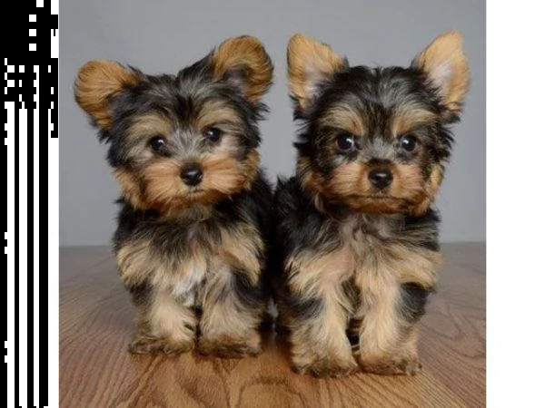 2 cuccioli di yorkshire terrier