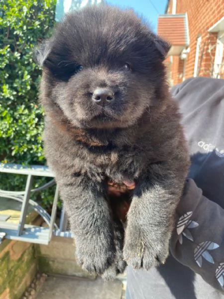 adorabili cuccioli di chow chow impostati per l'adozione