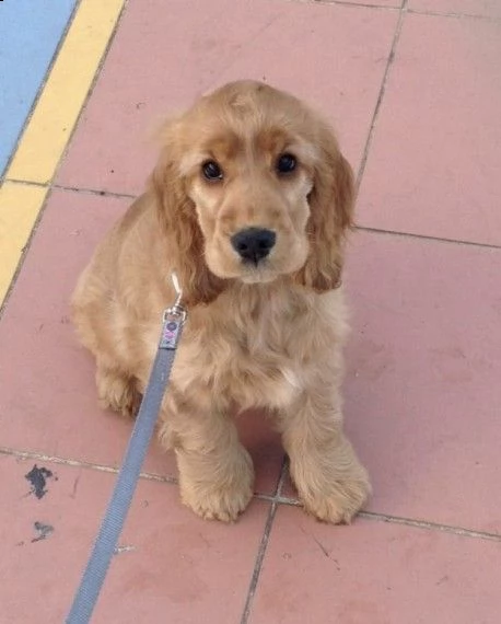 adorabili cuccioli di cocker spaniel pronti per l'adozione,