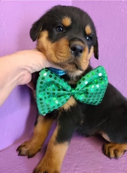 adorabili cuccioli di rottweiller impostati per l'adozione