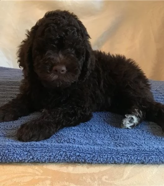 regalo lagotto romagnolo cuccioli meravigliosi ! 