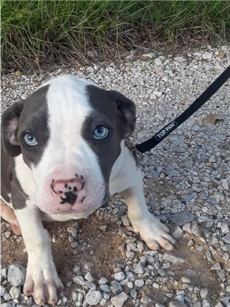 adorabili cuccioli di pitbull americano messi in adozione,